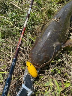 ナマズの釣果