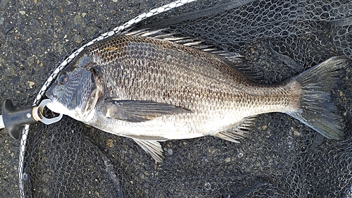 チヌの釣果