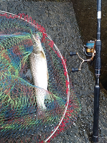 アメマスの釣果