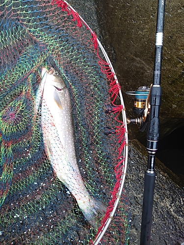 アメマスの釣果