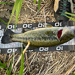 ケムマキの釣果