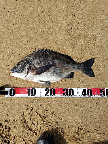 チヌの釣果