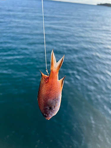 スズメダイの釣果