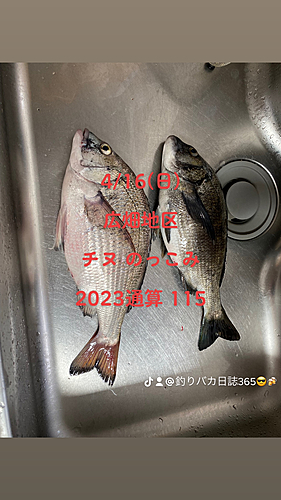 チヌの釣果