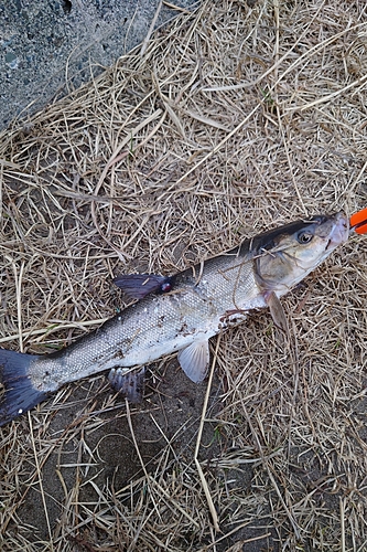 ウグイの釣果