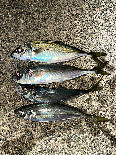 アジの釣果