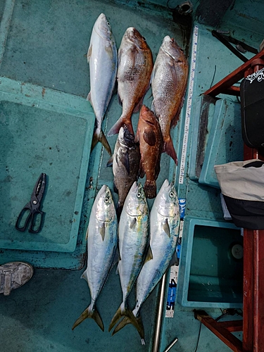 ハマチの釣果