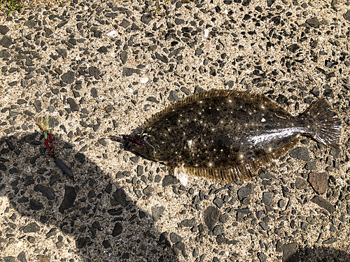 ヒラメの釣果