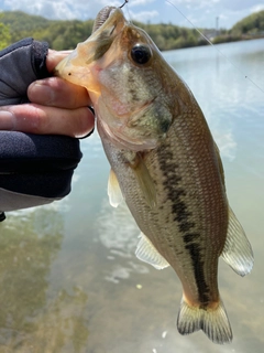 ブラックバスの釣果