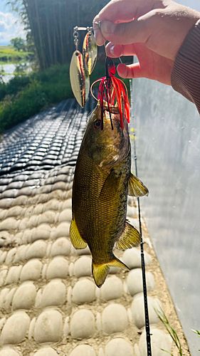 スモールマウスバスの釣果