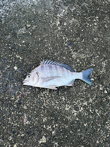 メイタの釣果