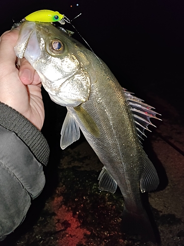 フッコ（マルスズキ）の釣果