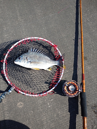 キビレの釣果