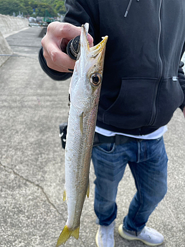 カマスの釣果