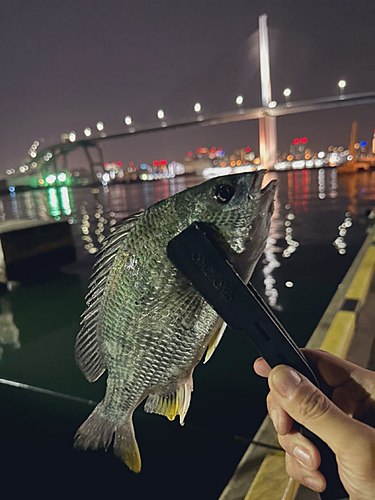 キビレの釣果