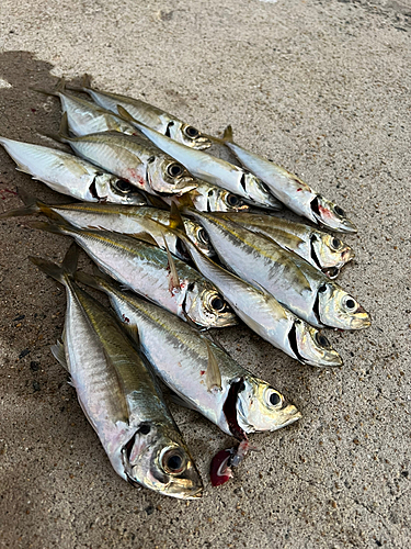 アジの釣果