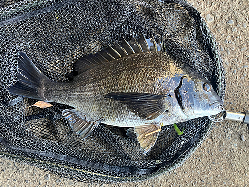 チヌの釣果