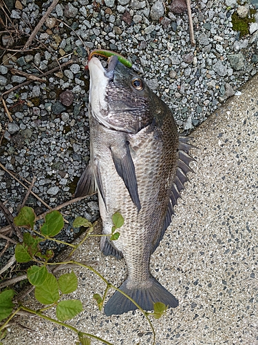 チヌの釣果