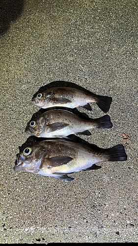 メバルの釣果