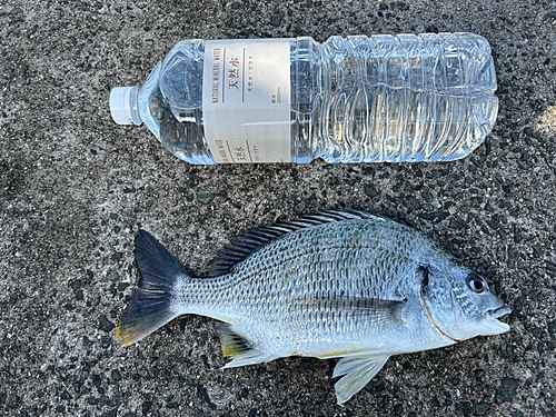 キチヌの釣果