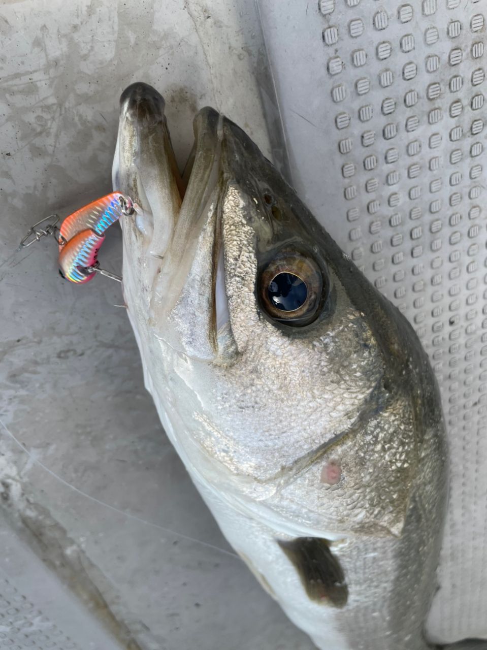 アングラー九州さんの釣果 2枚目の画像