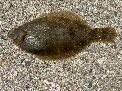 カレイの釣果