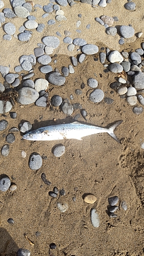 サゴシの釣果