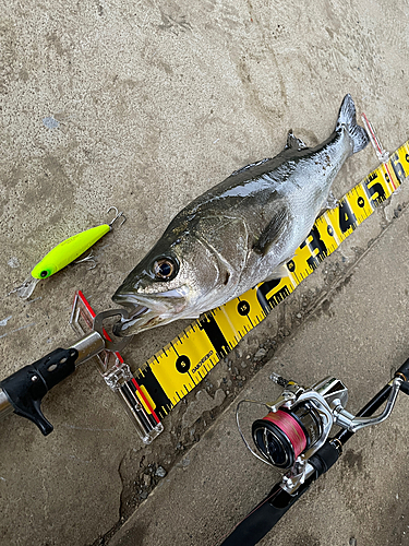 フッコ（マルスズキ）の釣果