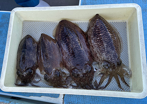 コウイカの釣果