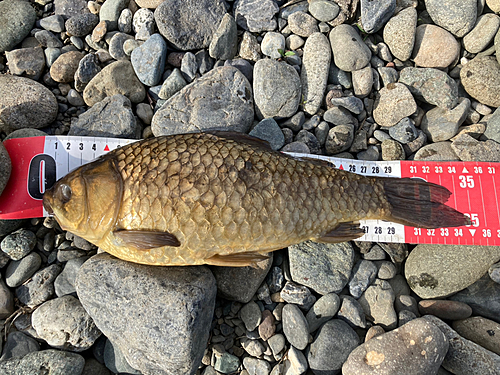 マブナの釣果