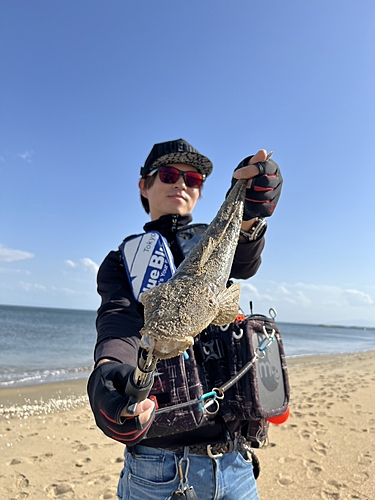 マゴチの釣果