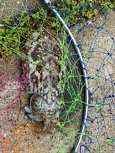 コウイカの釣果