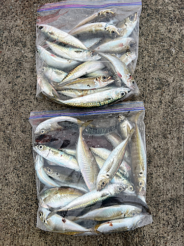 アジの釣果