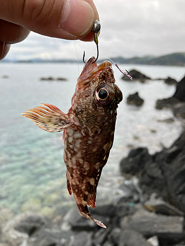 ガシラの釣果