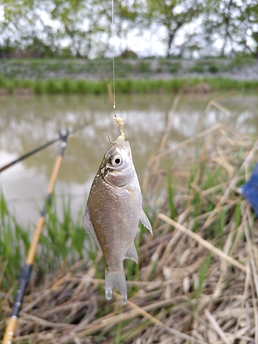 フナの釣果