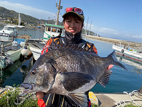 チヌの釣果