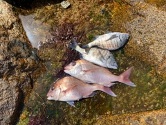 マダイの釣果