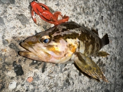 タケノコメバルの釣果