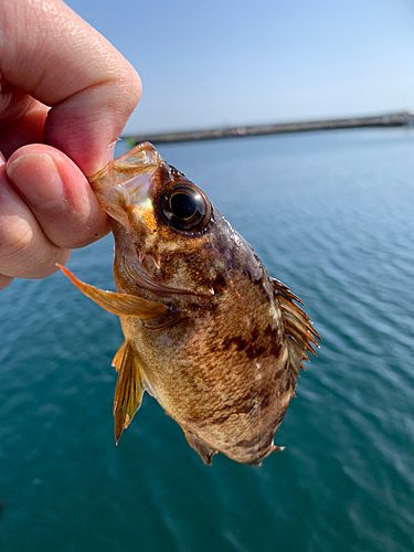 シロメバルの釣果