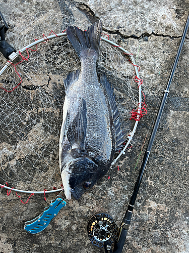 チヌの釣果