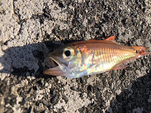 ネンブツダイの釣果