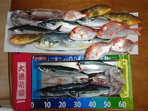 スルメイカの釣果