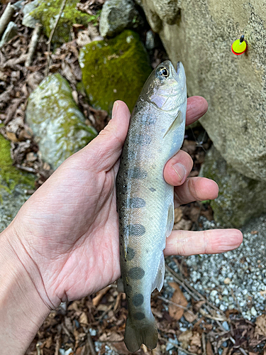 ヤマメの釣果