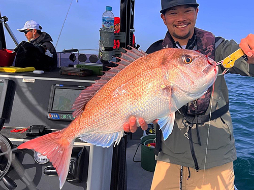 マダイの釣果