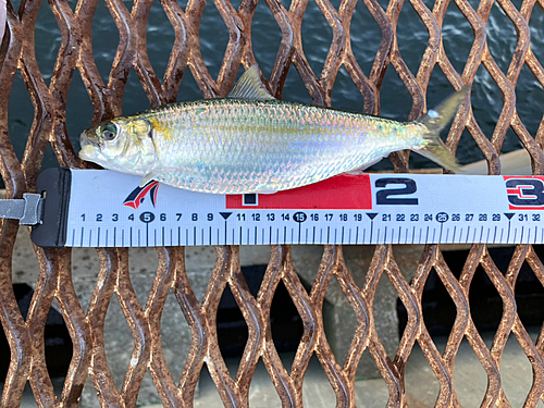 カタボシイワシの釣果