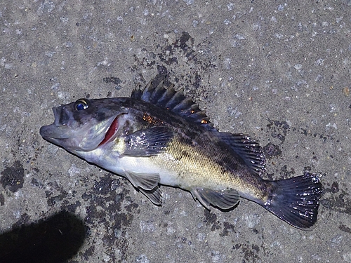 クロソイの釣果