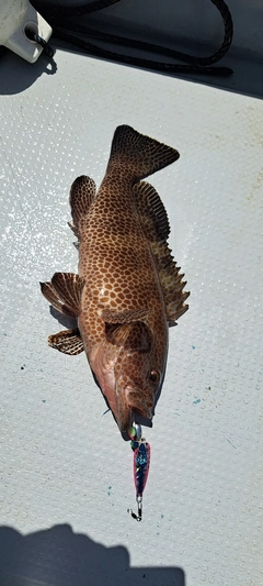 オオモンハタの釣果