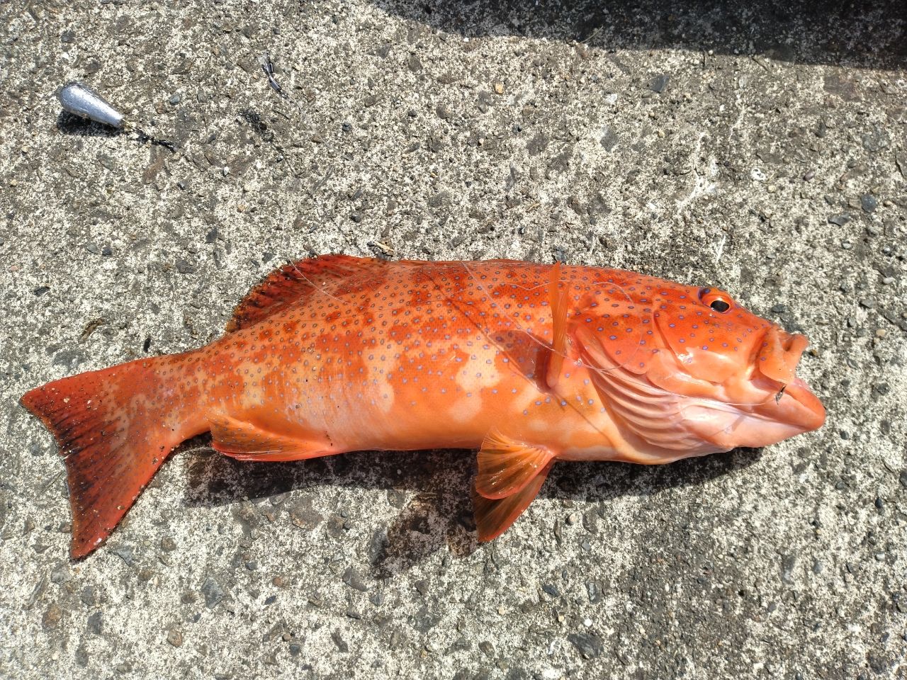 みなみくろだい さんの 2023年04月16日のスジアラの釣り・釣果情報(鹿児島県 - 奄美大島) - アングラーズ | 釣果600万件の ...