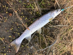 アメマスの釣果