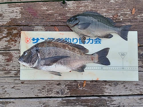 チヌの釣果